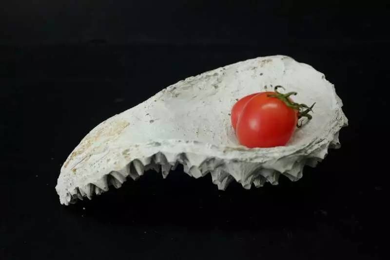 注册送彩金论坛
